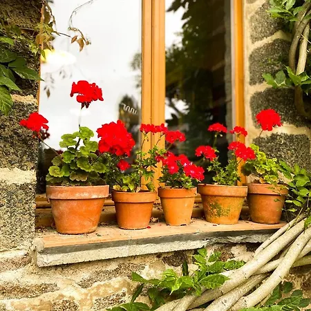 Wisteria Saint-Denis-de-Gastines