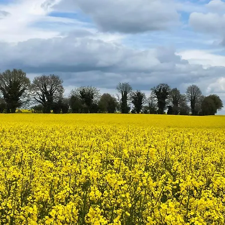 Wisteria Saint-Denis-de-Gastines