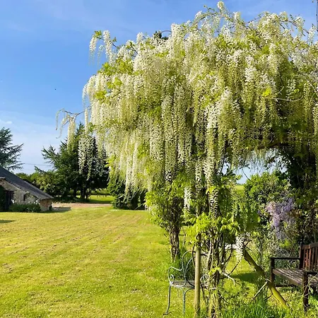 Wisteria
