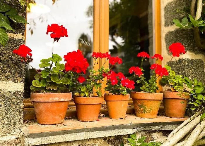 Wisteria Saint-Denis-de-Gastines