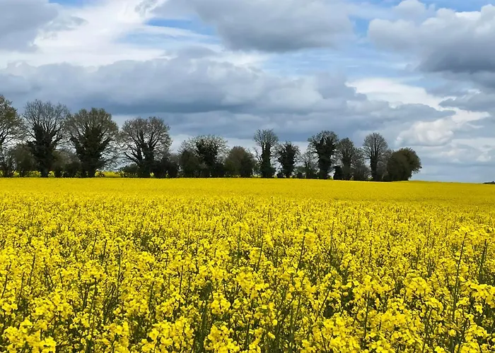 Wisteria Saint-Denis-de-Gastines